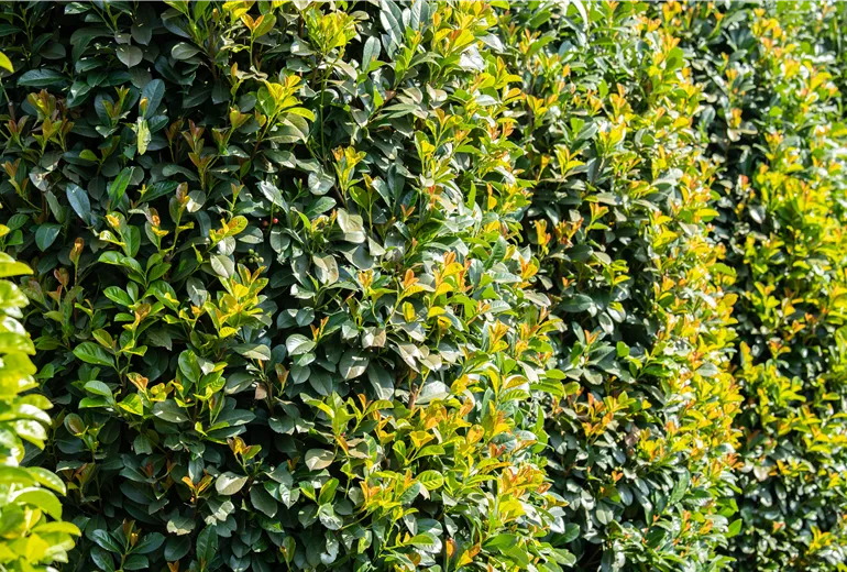 Prunus laurocerasus 'Etna'®