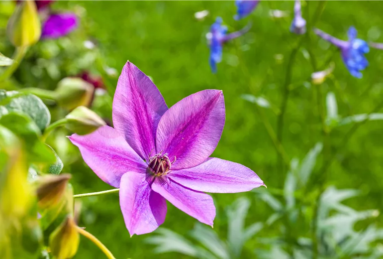 Clematis, rot