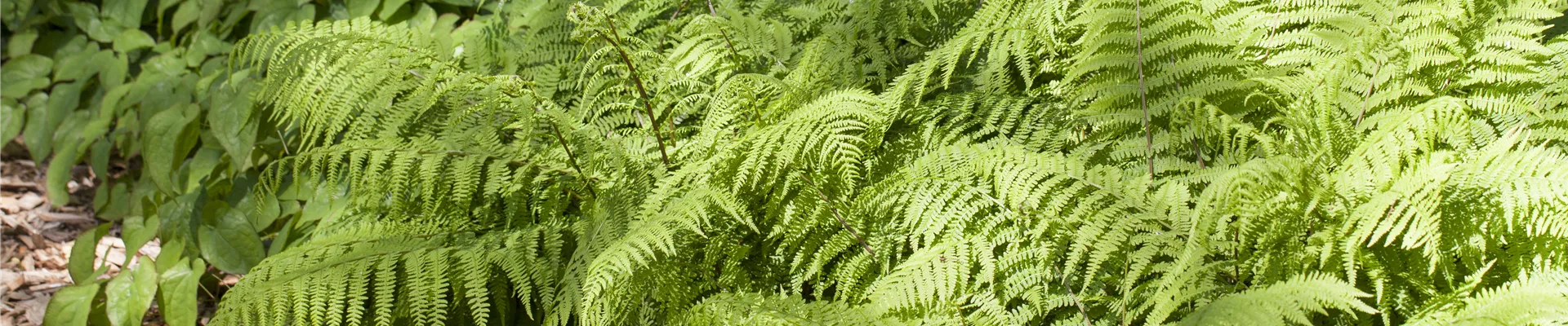 Osmunda