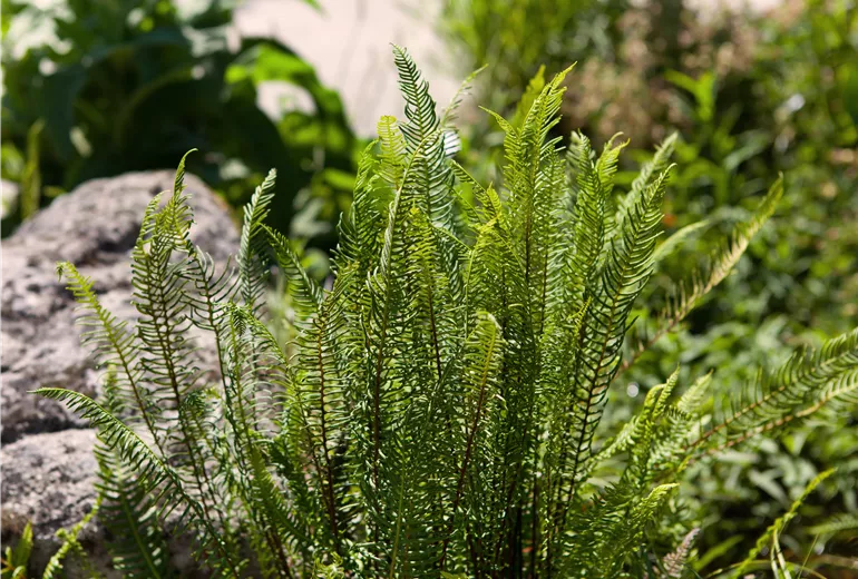 Blechnum spicant