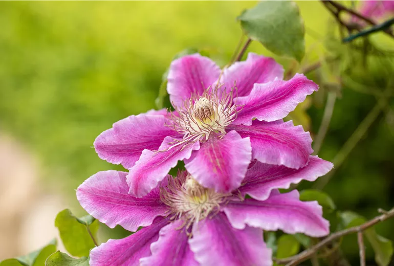Clematis 'Dr. Ruppel'