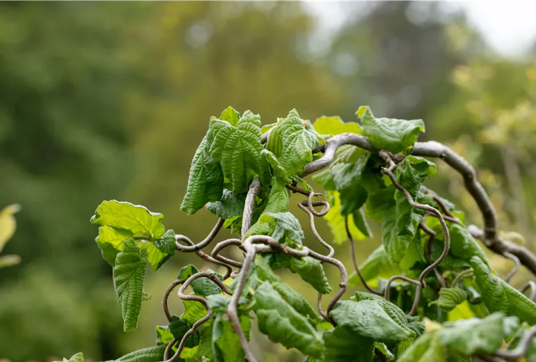 Corylus avellana 'Contorta'