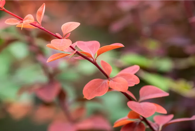 Berberis ottawensis 'Superba'