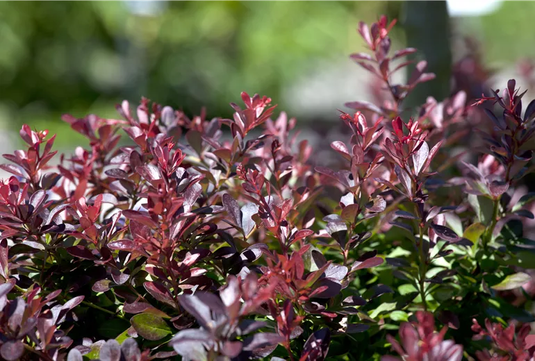 Berberis thunbergii 'Atropurpurea Nana'