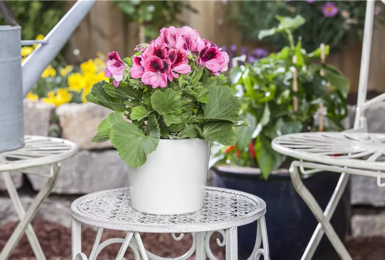 Pelargonium grandiflorum