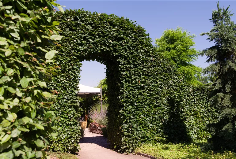 Carpinus betulus (Bogen)