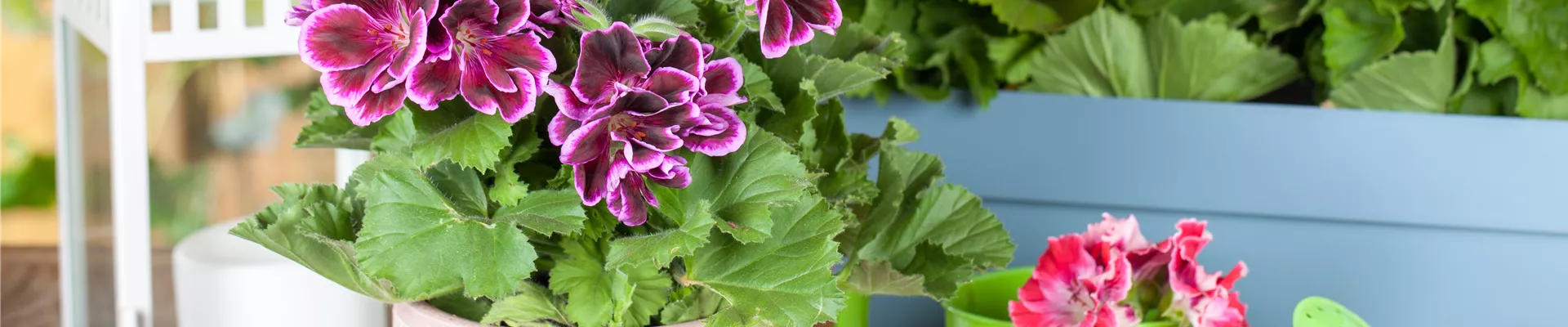 Pelargonium grandiflorum