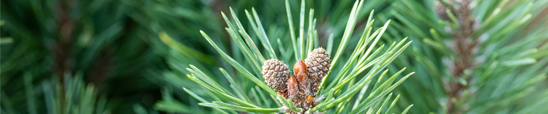 Pinus mugo 'Slavinii'