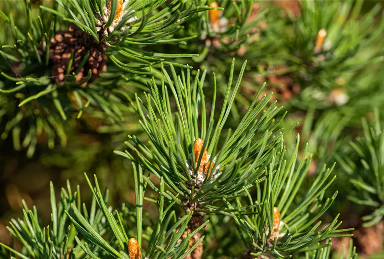 Pinus mugo 'Laurin'