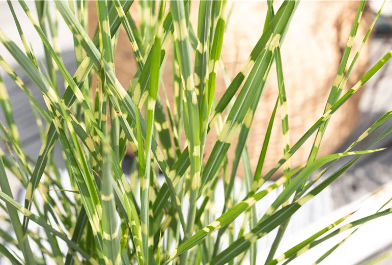 Miscanthus sinensis 'Strictus'