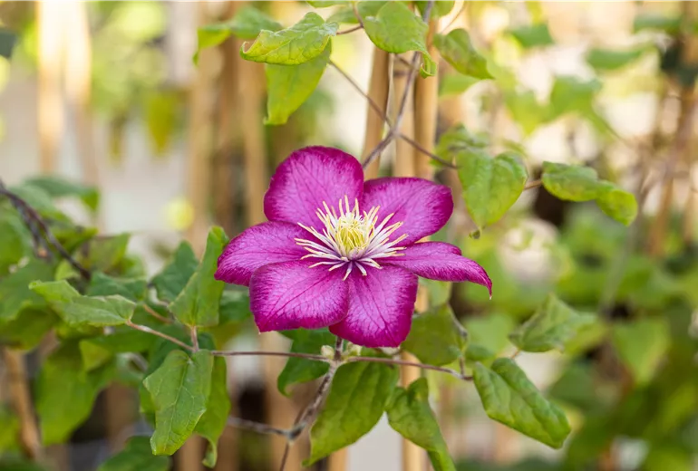 Clematis 'Ville de Lyon'