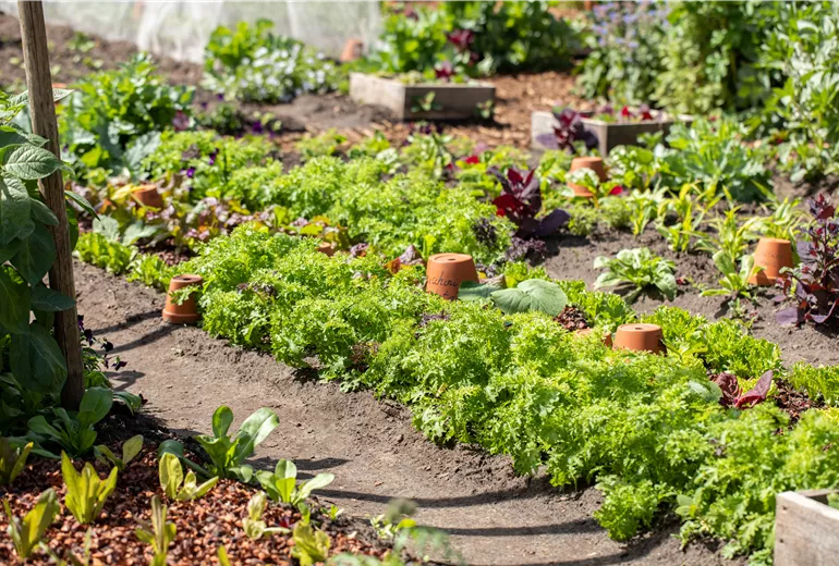 Gemüsegarten