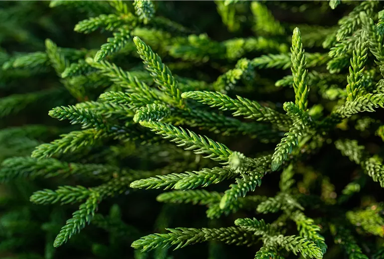 Cryptomeria japonica 'Little Champion'