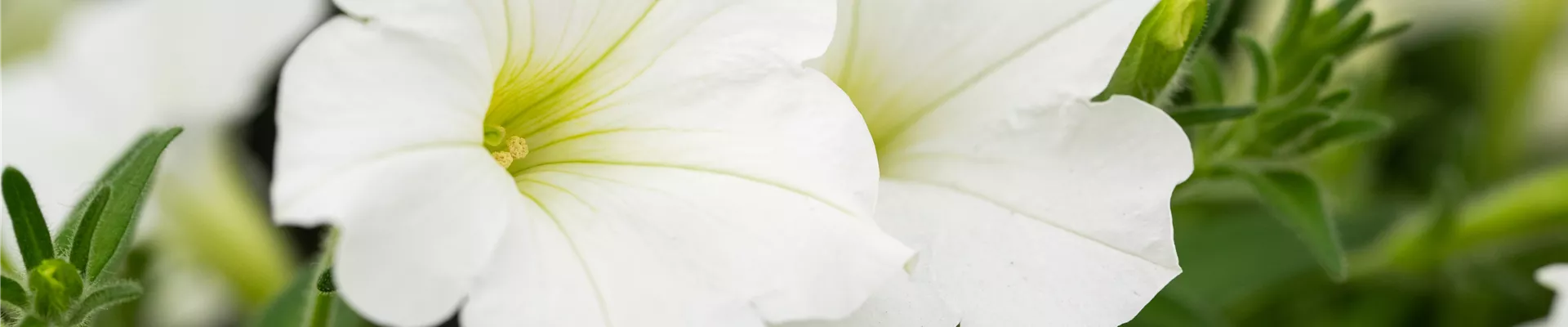 Petunia 'Bonnie White'