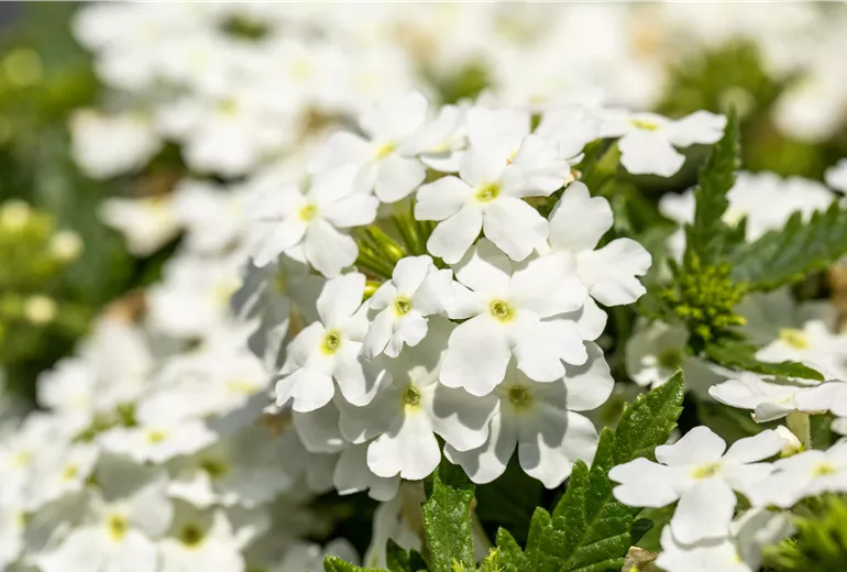 Verbena, weiß