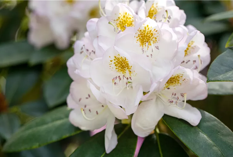 Rhododendron 'Madame Carvalho'