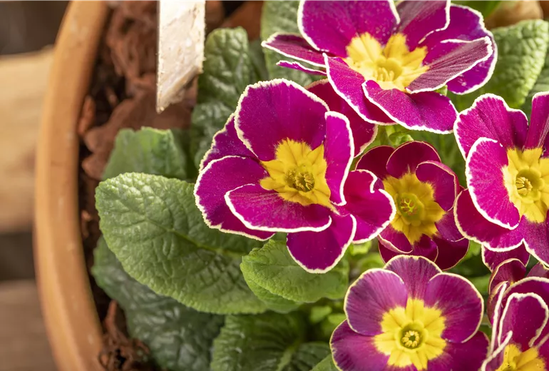 Primula vulgaris
