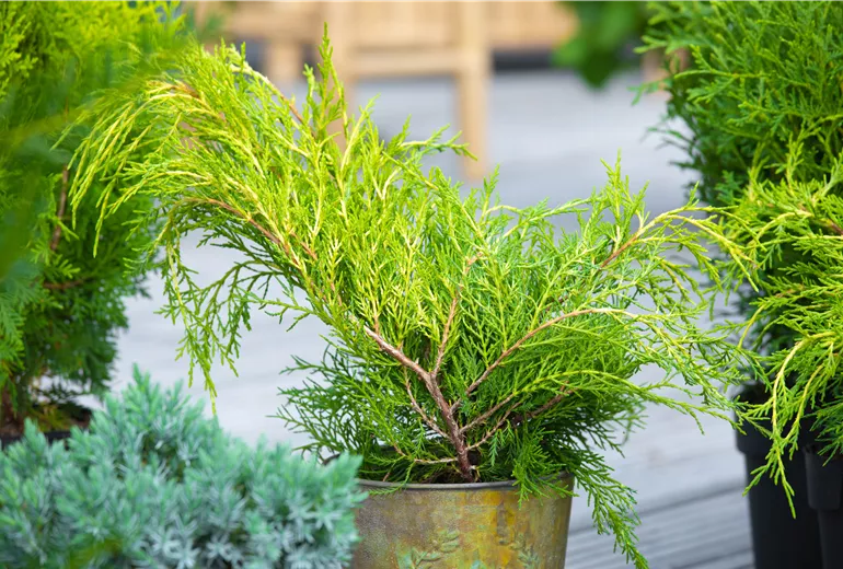 Thuja plicata