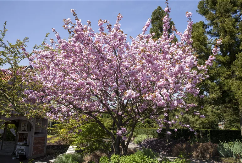 Prunus sargentii