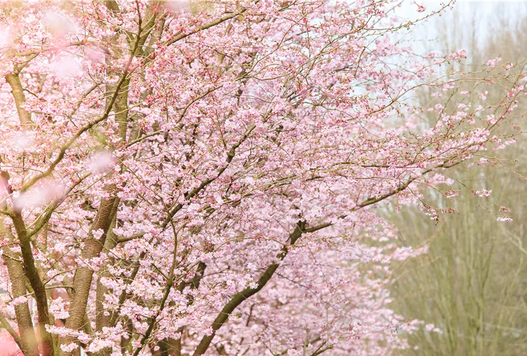 Prunus subhirtella 'Accolade'