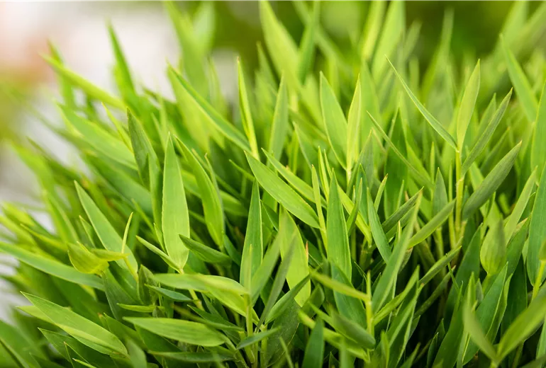Pogonatherum paniceum 'Monica'