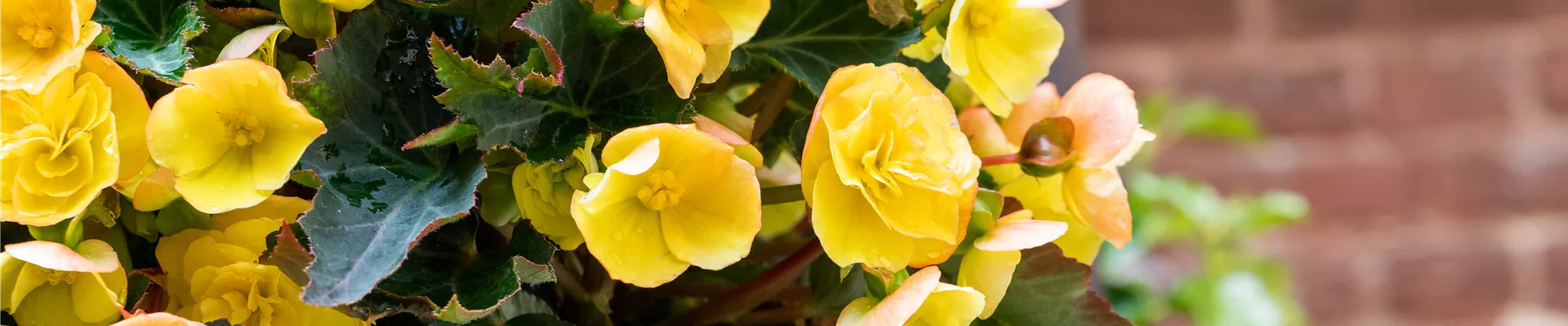 Begonia 'Easy Going Yellow'