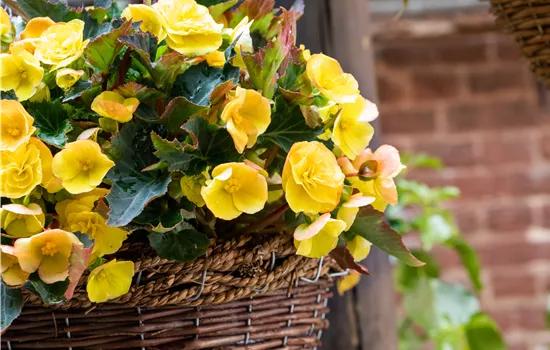 Begonien pflanzen und pflegeleichte Blüten bewundern