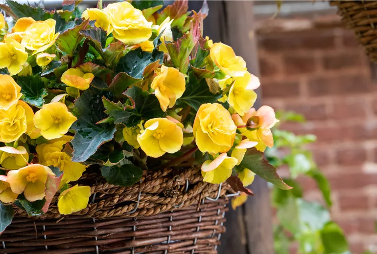 Begonia 'Easy Going Yellow'