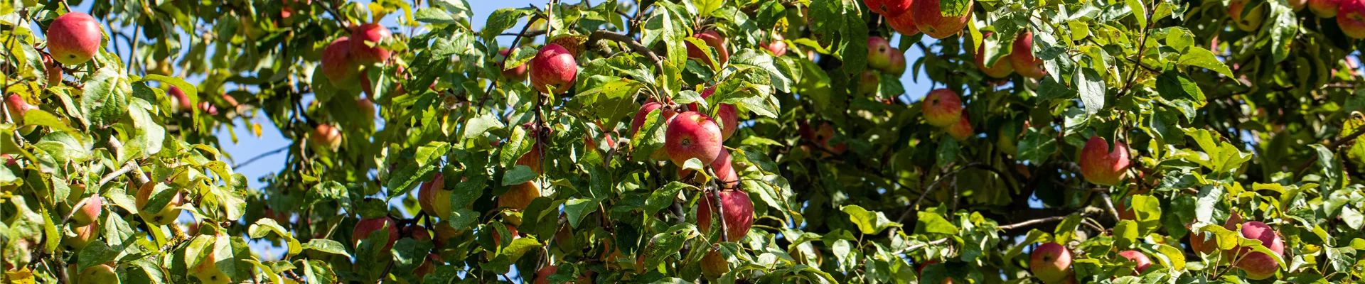 Malus domestica
