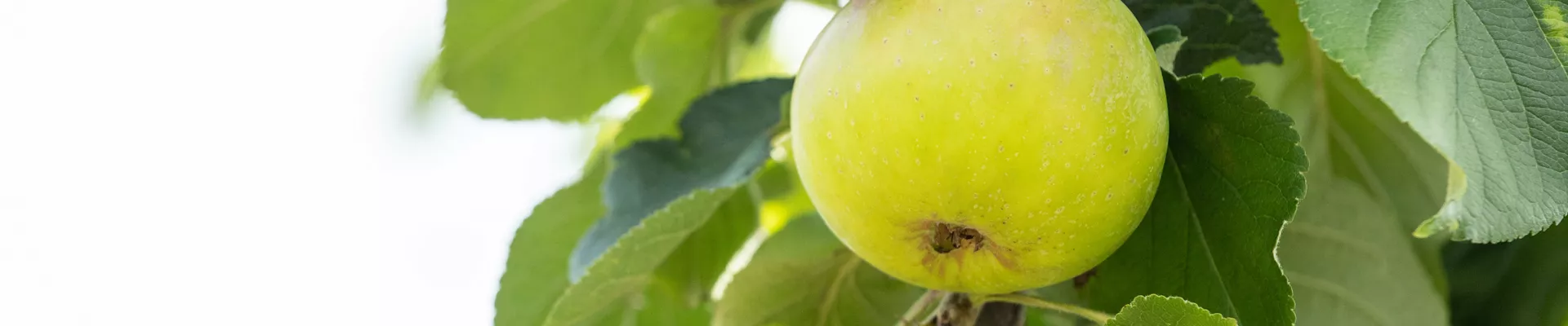 Malus domestica