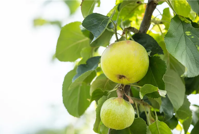 Malus domestica