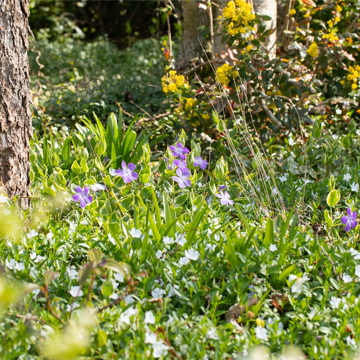 Bodendeckende Stauden für eine flächige Begrünung