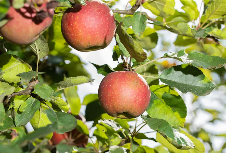 Apfel