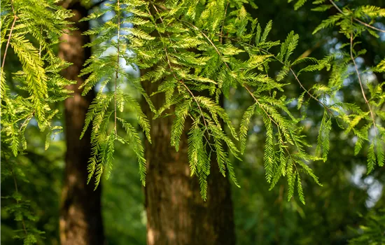 Die beliebtesten Nadelgehölze – Stars mit Nadeln im Garten