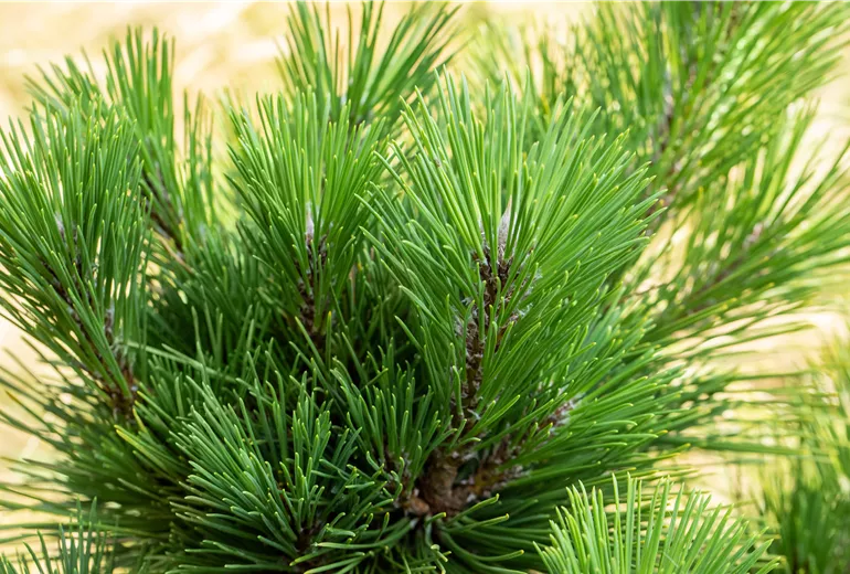 Pinus thunbergii 'Thunderhead'