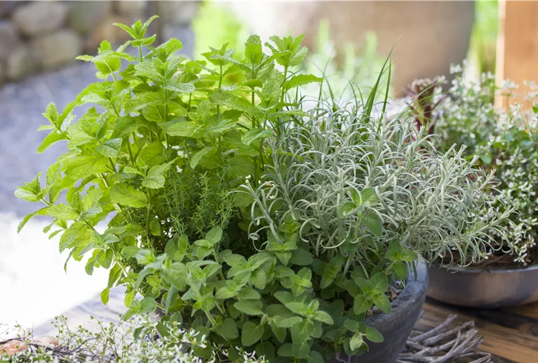 Kräuter (Mentha x piperita, Origanum vulgare, Rosmarinus officinalis)