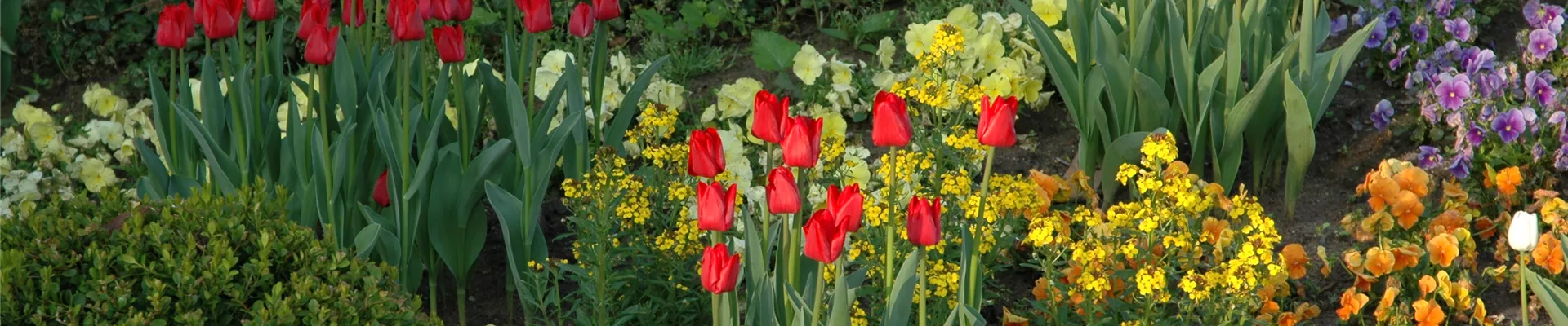 Beet mit Tulpen und Frühlingsblühern