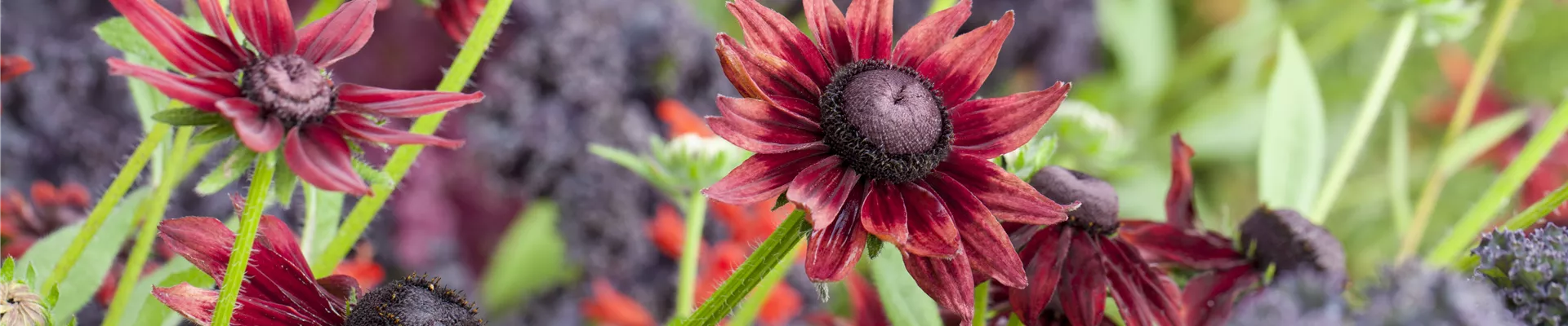 Rudbeckia hirta 'Cherry Brandy'