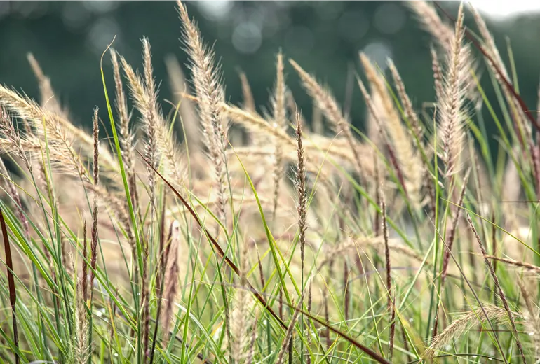 Pennisetum setaceum 'Sky Rocket'(s)