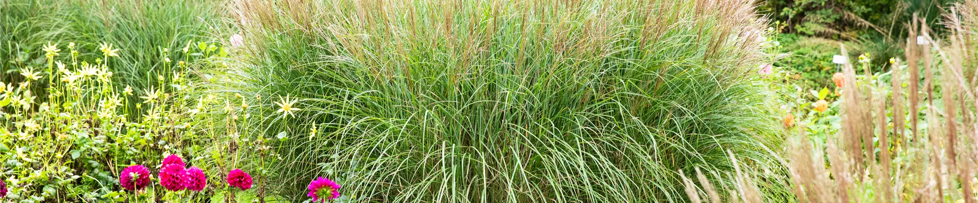 Miscanthus sinensis