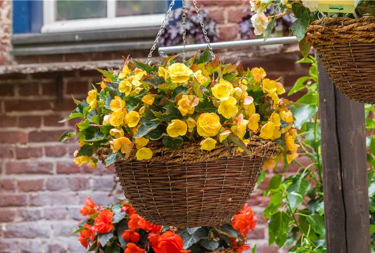 Begonia 'Easy Going Yellow'