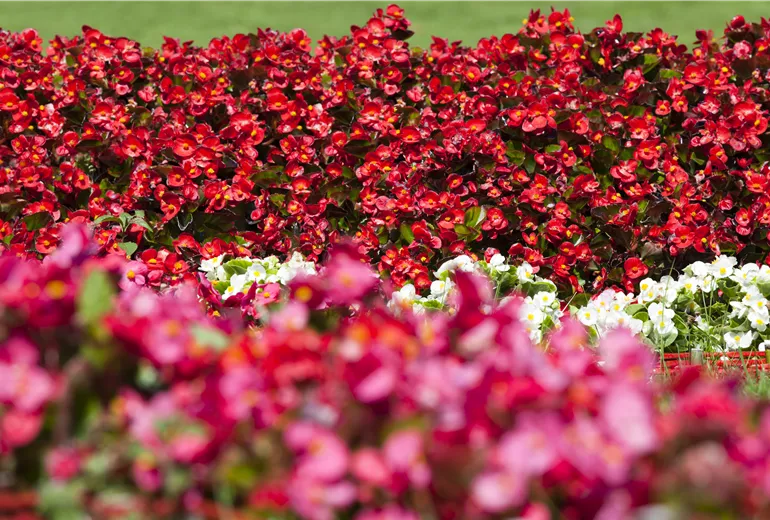 Begonia semperflorens