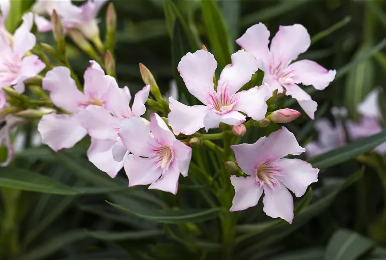 Nerium oleander, rosa