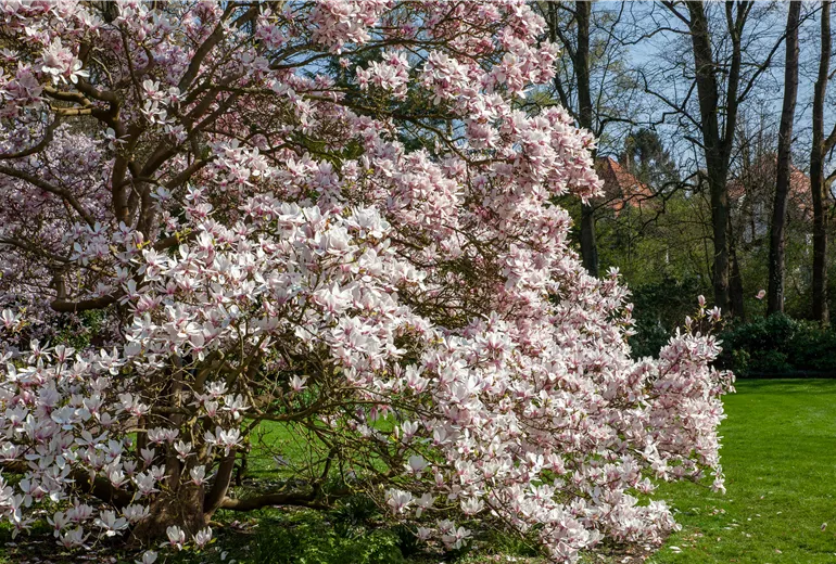 Magnolia