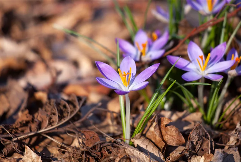 Crocus chrysanthus