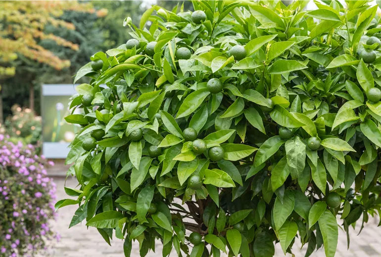 Citrus nobilis