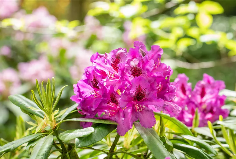 Rhododendron großblumig, pink