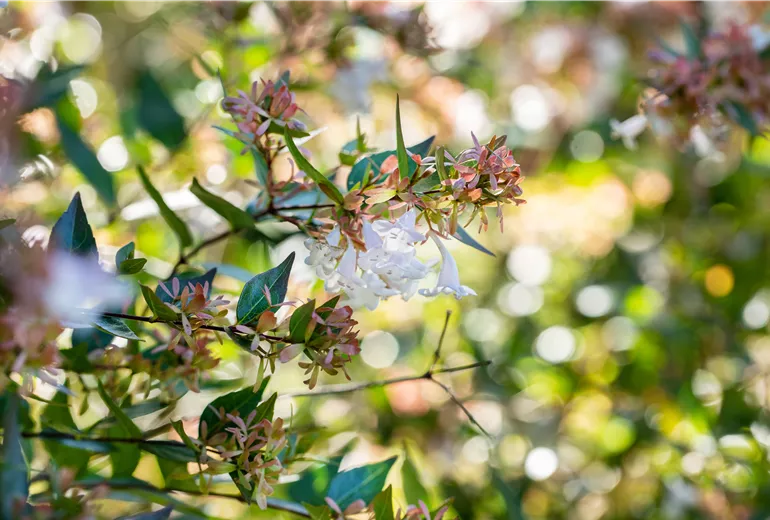 Abelia chinensis