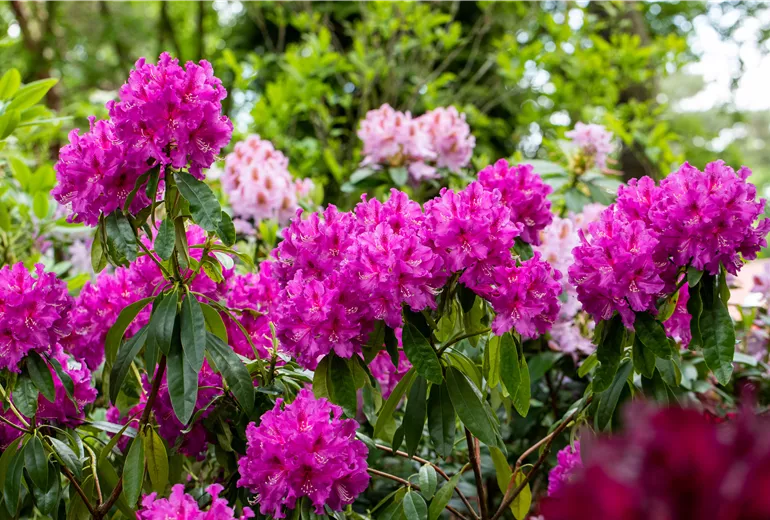 Rhododendron großblumig, pink