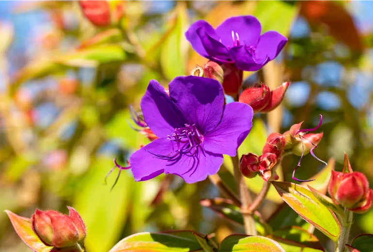 Tibouchina urvilleana
